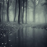 pond in a forest with fog